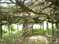 진성이씨 경류정종택 