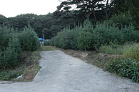 소나무 숲에 둘러싸인 정자