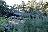 소나무 숲에 둘러싸인 정자