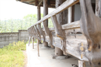  쌍체정(雙？亭)