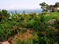 관어대(觀魚臺)